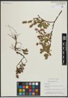Foto von Salix arbutifolia Pall.
